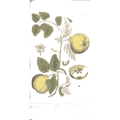 Lemon branch with fruit - A Curious Herbal - 1737