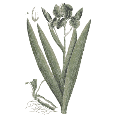 Flag iris - A Curious Herbal - 1737