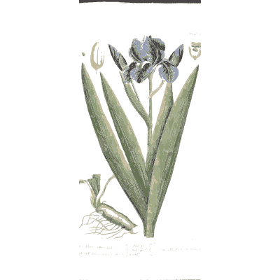 Iris with rhizome 02 - A Curious Herbal - 1737