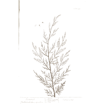 Feathery branching herb - A Curious Herbal: Five Hundred Cuts - 1737