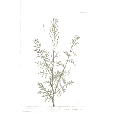 Branched herb with cut leaves - A Curious Herbal: Five Hundred Cuts - 1737