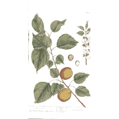 Apricot branch with fruit - A Curious Herbal: Five Hundred Cuts - 1737