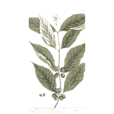 Berry branch with oval leaves - A Curious Herbal: Five Hundred Cuts - 1737