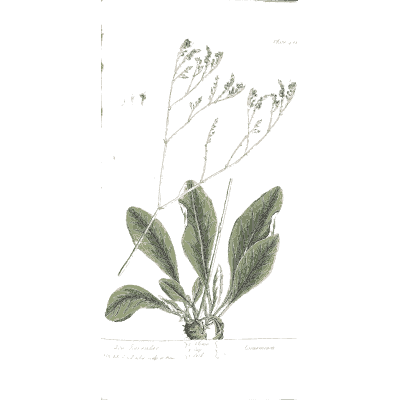 Rooted herb with broad leaves - A Curious Herbal: Five Hundred Cuts - 1737
