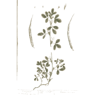 Pinnate herb with seed pods - A Curious Herbal: Five Hundred Cuts - 1737
