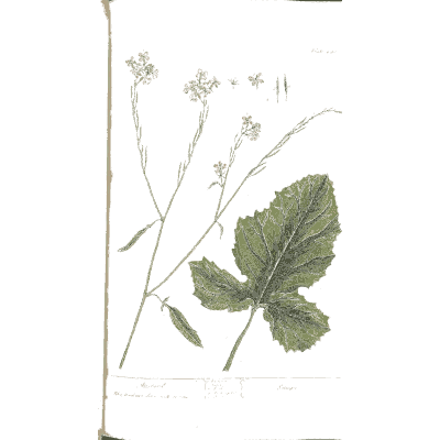 Herb with a large lobed leaf - A Curious Herbal: Five Hundred Cuts - 1737