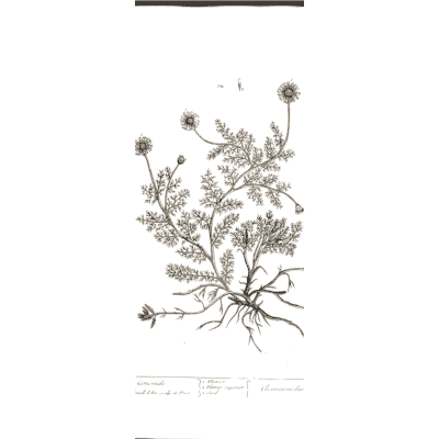 Rooted herb with flower tufts - A Curious Herbal: Five Hundred Cuts - 1737