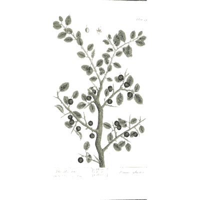 Berry branch with round fruit - A Curious Herbal: Five Hundred Cuts - 1737