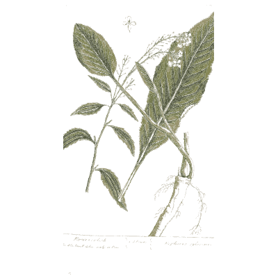 Broad-leaved herb with root - A Curious Herbal: Five Hundred Cuts - 1737