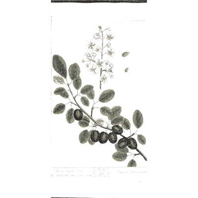 Pinnate branch with berries - A Curious Herbal: Five Hundred Cuts - 1737