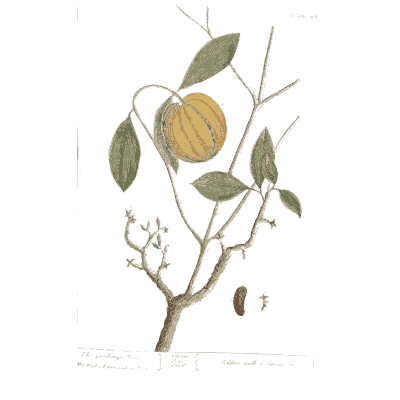 Branch with round yellow fruit - A Curious Herbal: Five Hundred Cuts - 1737