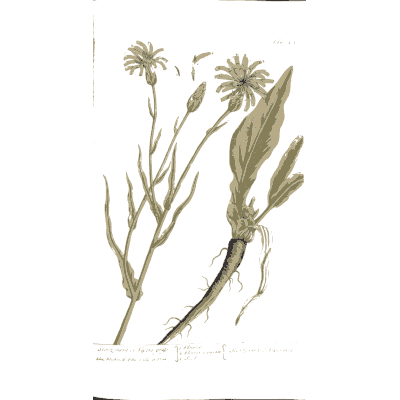 Taprooted herb with daisy flowers - A Curious Herbal: Five Hundred Cuts - 1737