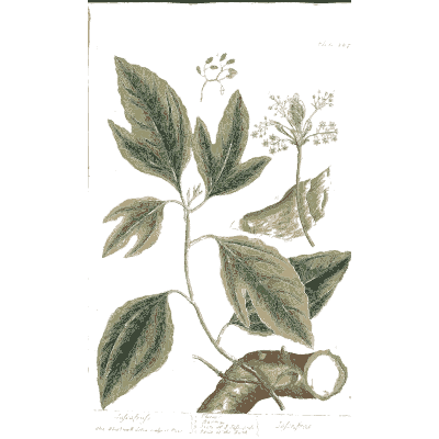 Leafy herb with a cut root - A Curious Herbal: Five Hundred Cuts - 1737