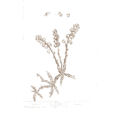 Rooted herb with flower spikes - A Curious Herbal: Five Hundred Cuts - 1737