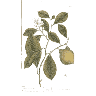 Lemon branch with fruit - A Curious Herbal: Five Hundred Cuts - 1737