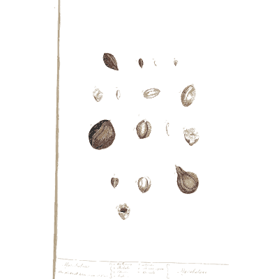 Seeds and nut kernels - A Curious Herbal: Five Hundred Cuts - 1737