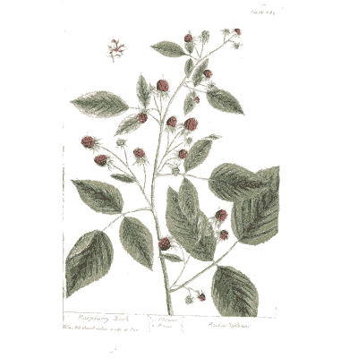 Raspberry branch with berries - A Curious Herbal: Five Hundred Cuts - 1737