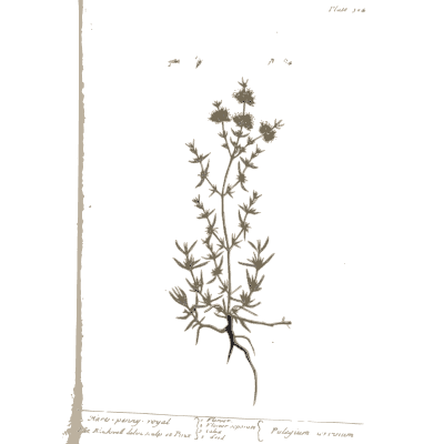 Wiry herb with small flowers - A Curious Herbal: Five Hundred Cuts - 1737