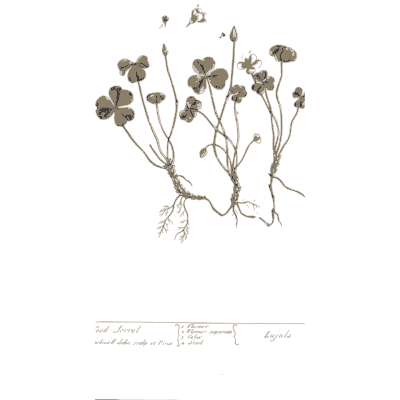 Wood sorrel with trefoil leaves - A Curious Herbal: Five Hundred Cuts - 1737