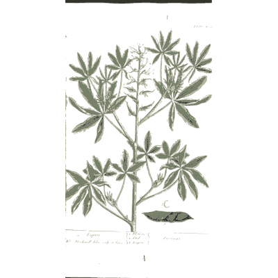Lupin with palmate leaves - A Curious Herbal: Five Hundred Cuts - 1737