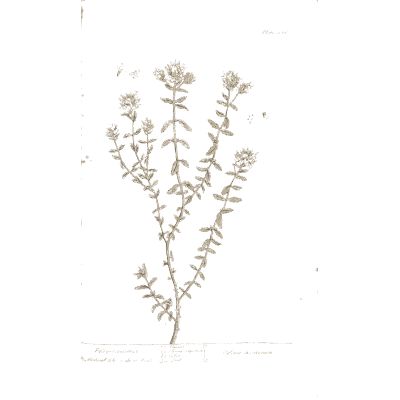 Erect herb with small flowers - A Curious Herbal: Five Hundred Cuts - 1737