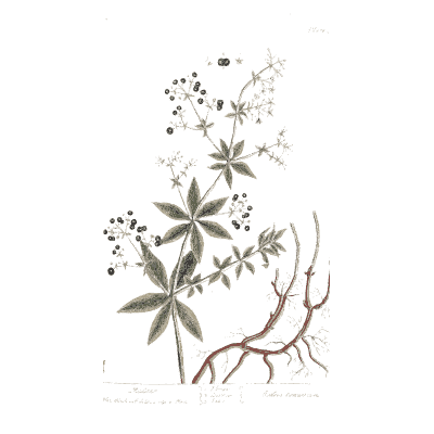 Madder with red roots - A Curious Herbal: Five Hundred Cuts - 1737