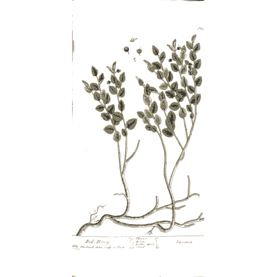 Rooted herb with seed pods - A Curious Herbal: Five Hundred Cuts - 1737