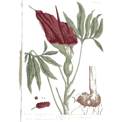 Dragon arum with tuber - A Curious Herbal: Five Hundred Cuts - 1737