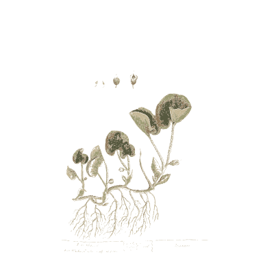 Rooted herb with round leaves - A Curious Herbal: Five Hundred Cuts - 1737