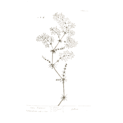 Herb with airy flower clusters - A Curious Herbal: Five Hundred Cuts - 1737