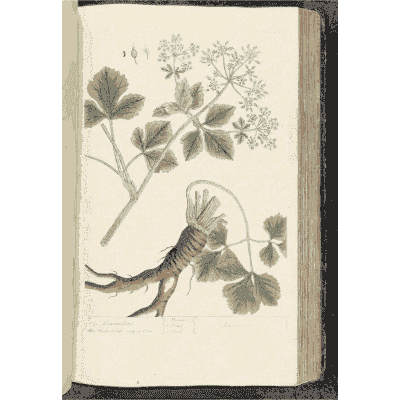 Rooted herb with leaf clusters - A Curious Herbal: Five Hundred Cuts - 1737