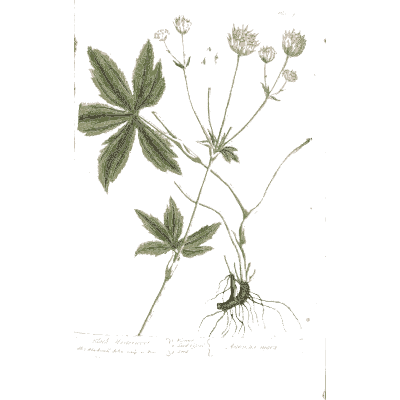 Palmate-leaved herb with flower heads - A Curious Herbal: Five Hundred Cuts - 1737
