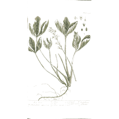 Leafy herb with flower stems - A Curious Herbal: Five Hundred Cuts - 1737