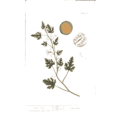 Cut leaves with sliced round fruit - A Curious Herbal: Five Hundred Cuts - 1737