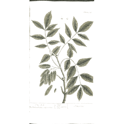Pinnate branch with paired leaves - A Curious Herbal: Five Hundred Cuts - 1737
