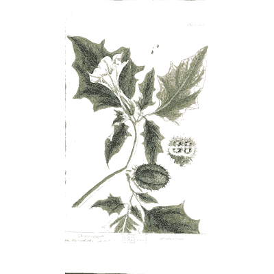Thorn apple with spined fruit - A Curious Herbal: Five Hundred Cuts - 1737