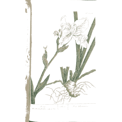 Bulbous flower with strap leaves - A Curious Herbal: Five Hundred Cuts - 1737