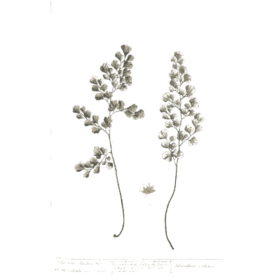 Grass with flower spikes - A Curious Herbal: Five Hundred Cuts - 1737