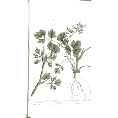 Rooted herb with divided leaves - A Curious Herbal: Five Hundred Cuts - 1737