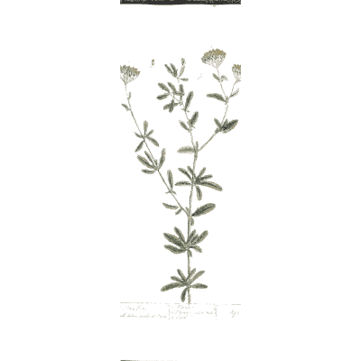 Slender herb with small flowers - A Curious Herbal: Five Hundred Cuts - 1737