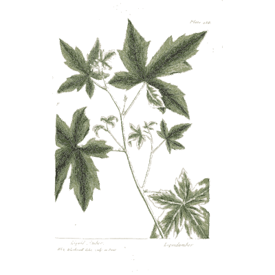 Palmate-leaved herb with flowers - A Curious Herbal: Five Hundred Cuts - 1737