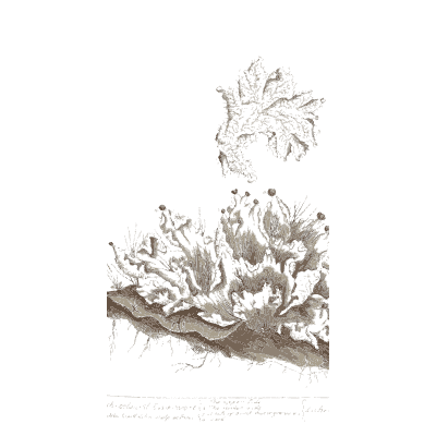 Branching white lichen - A Curious Herbal: Five Hundred Cuts - 1737