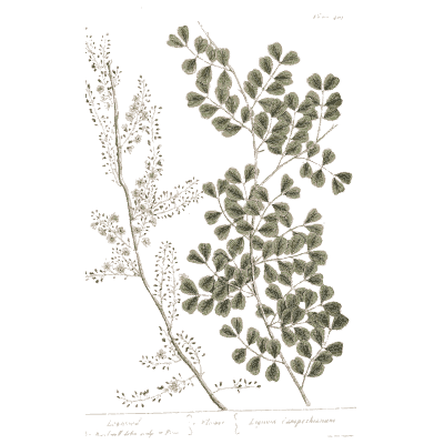 Maidenhair fern frond - A Curious Herbal: Five Hundred Cuts - 1737