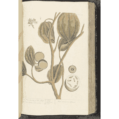 Climbing vine with round berries - A Curious Herbal: Five Hundred Cuts - 1737