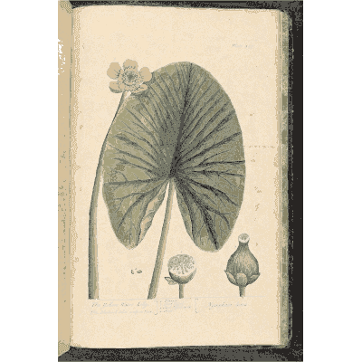 Water lily leaf with seed pod - A Curious Herbal: Five Hundred Cuts - 1737