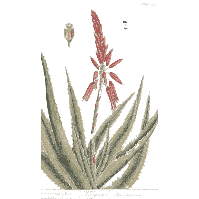 Aloe with a red flower spike - A Curious Herbal: Five Hundred Cuts - 1737