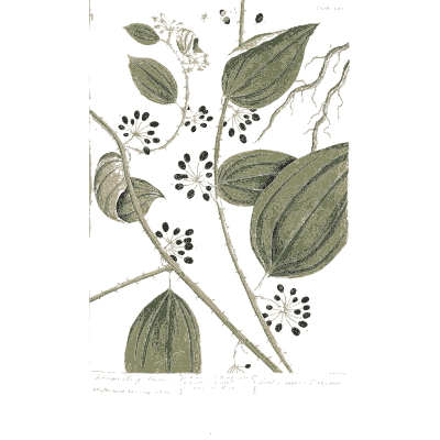 Climbing vine with black berries - A Curious Herbal: Five Hundred Cuts - 1737