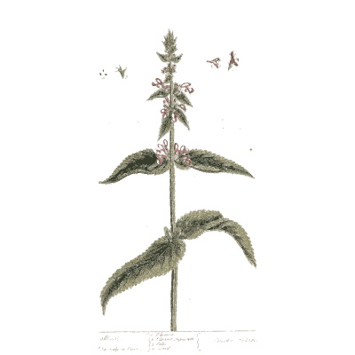 Nettle-leaved herb with flower spike - A Curious Herbal: Five Hundred Cuts - 1737