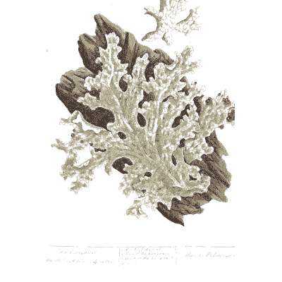 Lobed lichen - A Curious Herbal: Five Hundred Cuts - 1737
