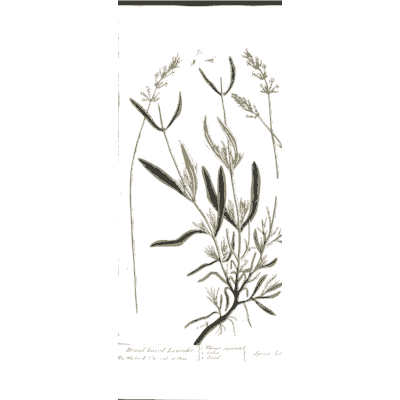 Grass with slender leaves - A Curious Herbal: Five Hundred Cuts - 1737